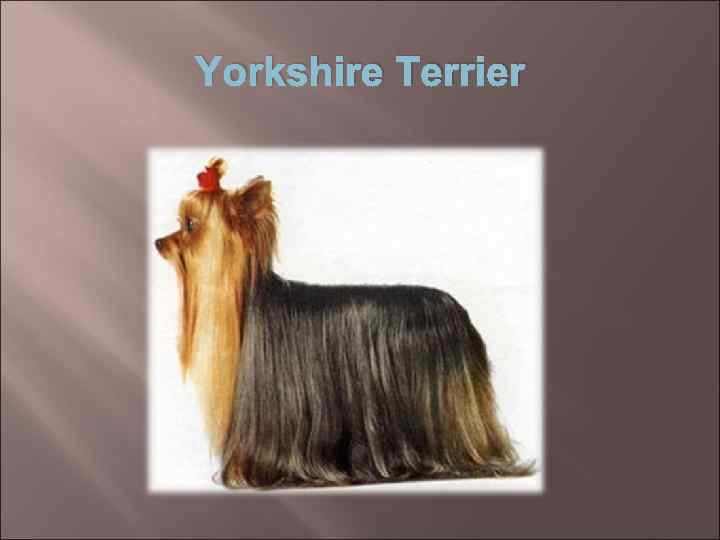 Yorkshire Terrier 