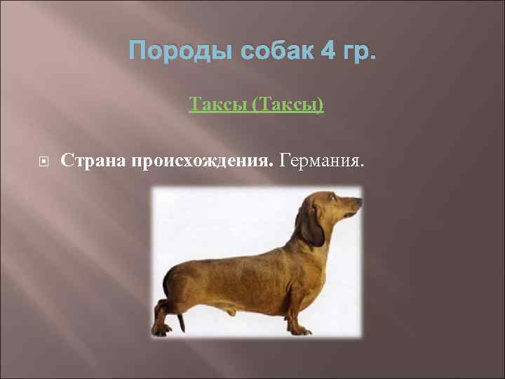 Породы собак 4 гр. Таксы (Таксы) Страна происхождения. Германия. 