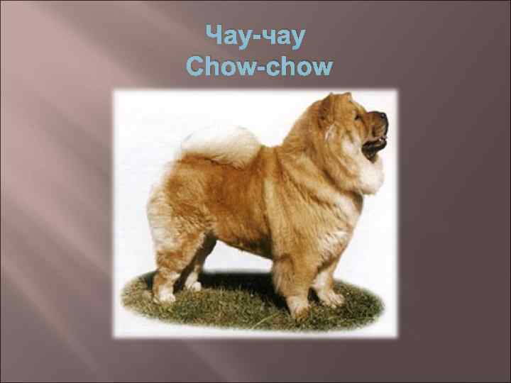 Чау-чау Chow-chow 