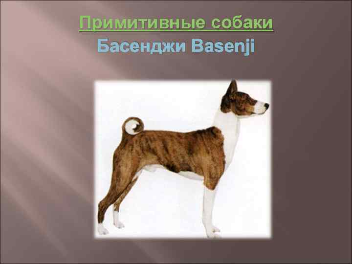 Примитивные собаки Басенджи Basenji 