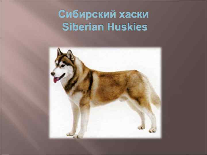 Сибирский хаски Siberian Huskies 