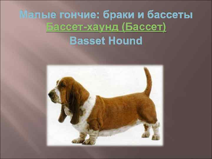 Малые гончие: браки и бассеты Бассет-хаунд (Бассет) Basset Hound 