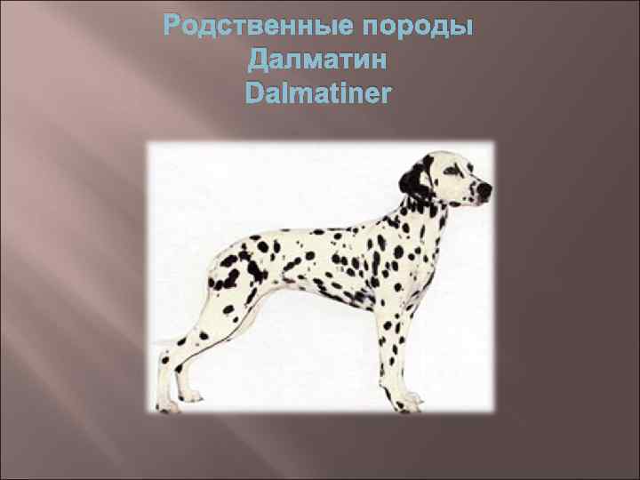 Родственные породы Далматин Dalmatiner 