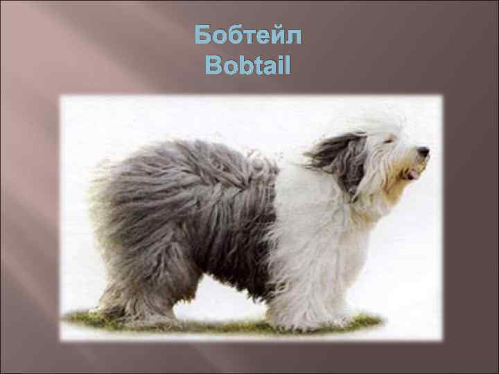 Бобтейл Bobtail 