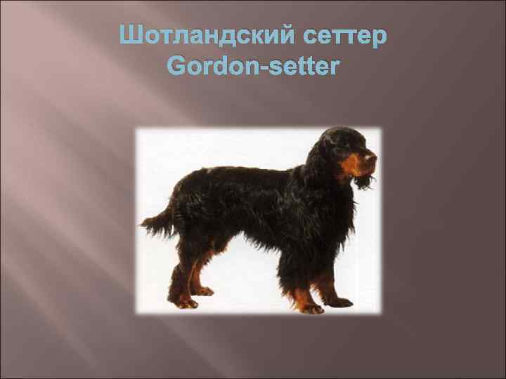 Шотландский сеттер Gordon-setter 