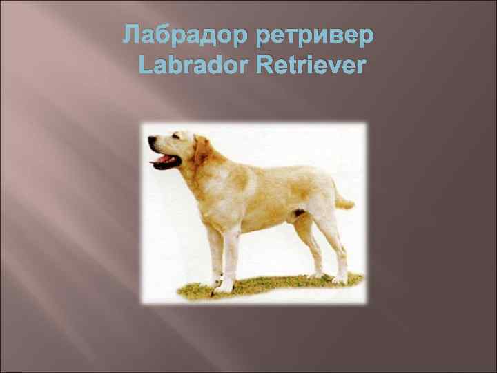 Лабрадор ретривер Labrador Retriever 