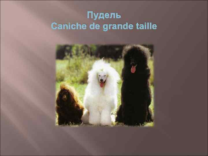 Пудель Caniche de grande taille 