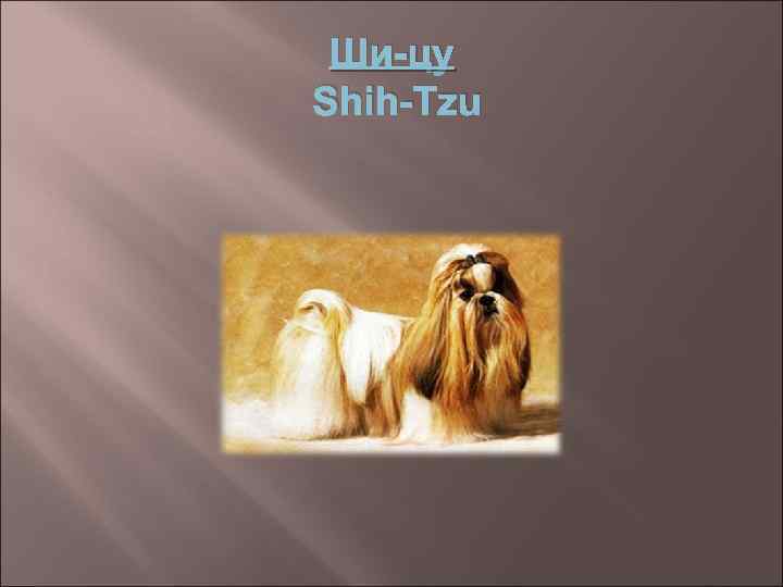 Ши-цу Shih-Tzu 