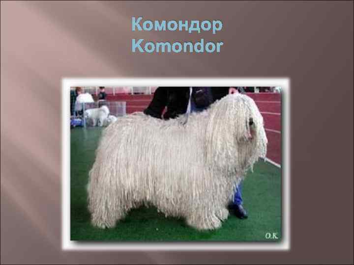 Комондор Komondor 