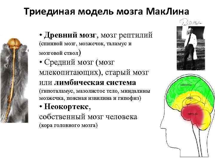 Триединая модель мозга Мак. Лина • Древний мозг, мозг рептилий (спинной мозг, мозжечок, таламус