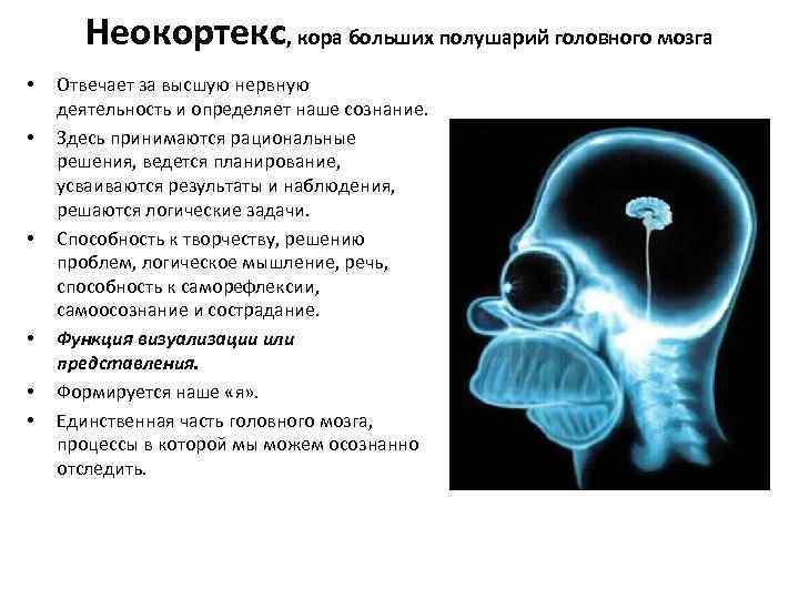 Неокортекс, кора больших полушарий головного мозга • • • Отвечает за высшую нервную деятельность