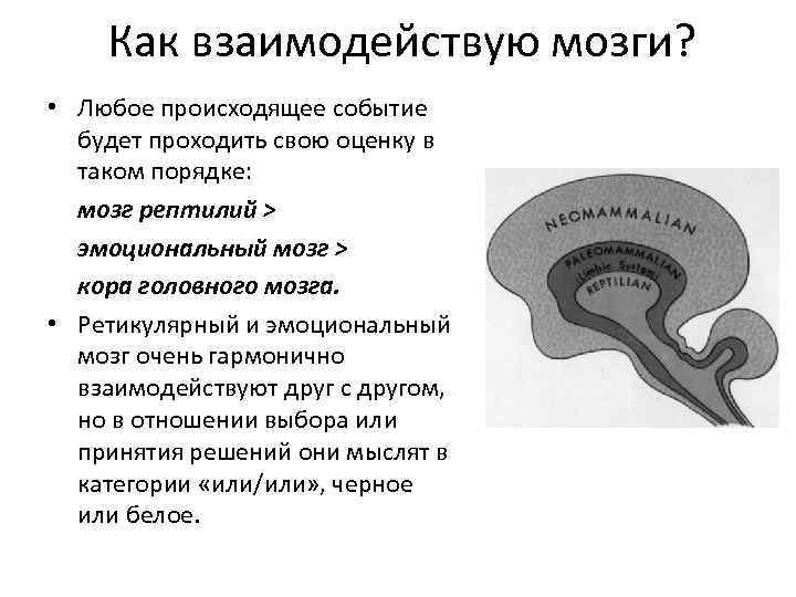 Как взаимодействую мозги? • Любое происходящее событие будет проходить свою оценку в таком порядке: