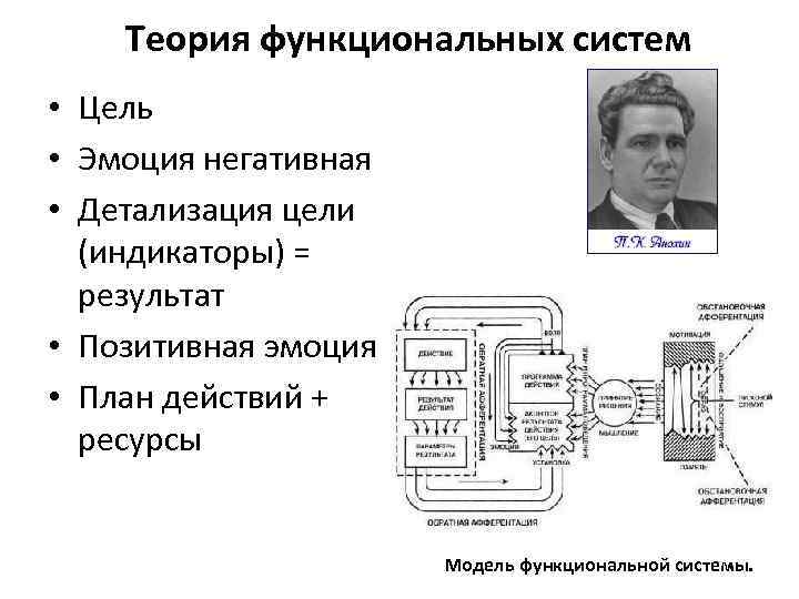 Автор теории функциональных систем. Теория функциональных систем. Цель функциональной системы. Автор концепции функциональной системы. Теорию функциональных систем разработал.