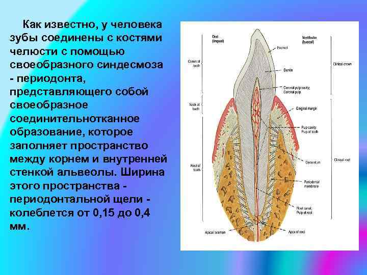 Как известно, у человека зубы соединены с костями челюсти с помощью своеобразного синдесмоза -