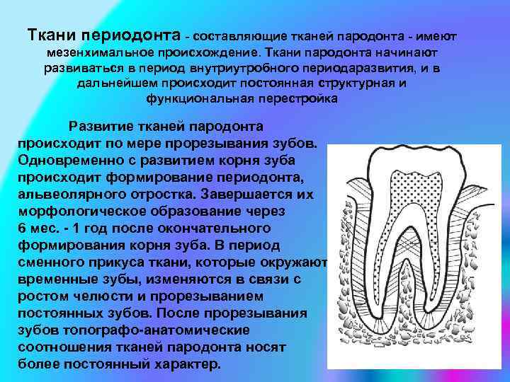 Особенности строения пародонта у детей презентация