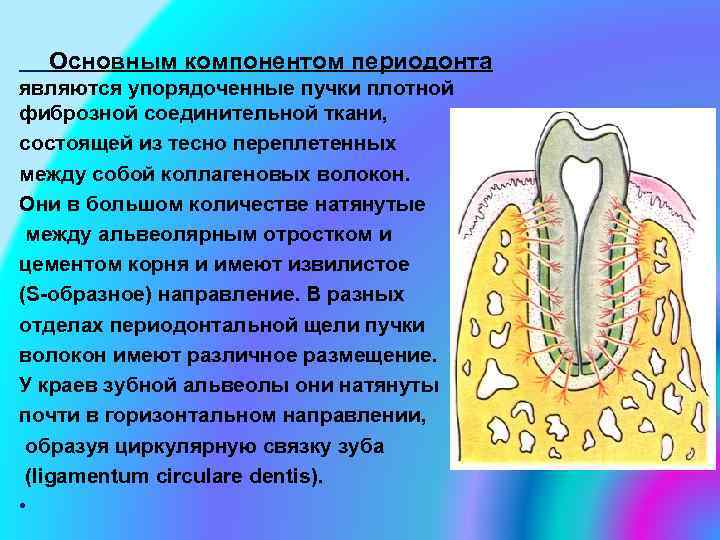 Основным компонентом периодонта являются упорядоченные пучки плотной фиброзной соединительной ткани, состоящей из тесно переплетенных