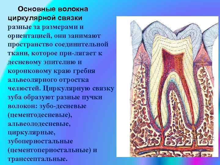  Основные волокна циркулярной связки разные за размерами и ориентацией, они занимают пространство соединительной