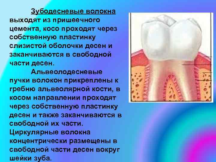 Зубодесневые волокна выходят из пришеечного цемента, косо проходят через собственную пластинку слизистой оболочки десен