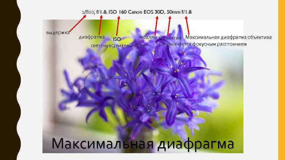 1/800, f/1. 8, ISO 160 Canon EOS 30 D, 50 mm f/1. 8 выдержка