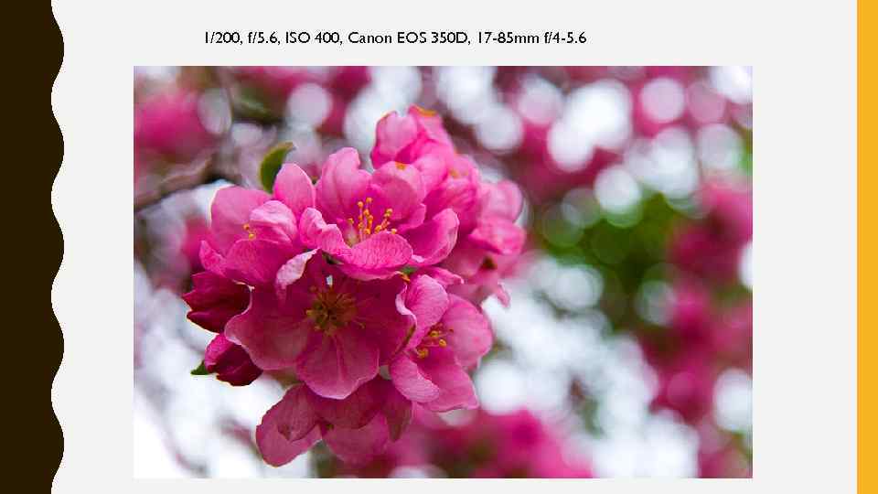 1/200, f/5. 6, ISO 400, Canon EOS 350 D, 17 -85 mm f/4 -5.