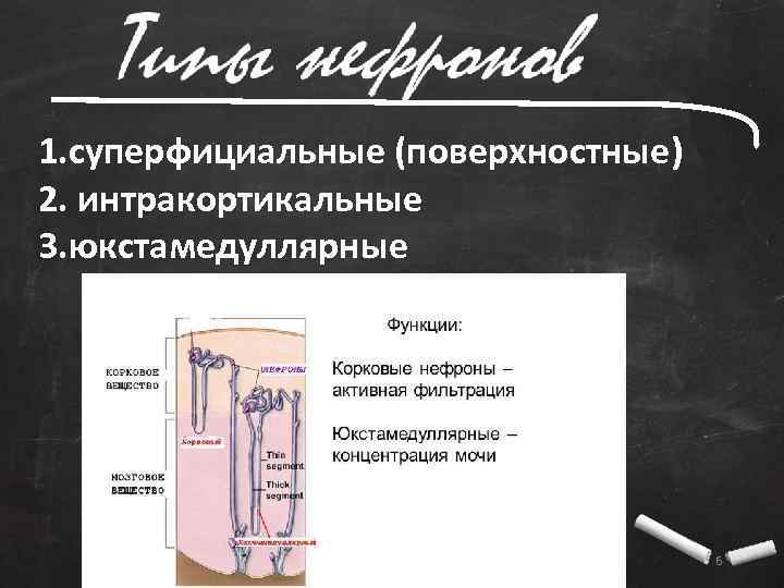 1. суперфициальные (поверхностные) 2. интракортикальные 3. юкстамедуллярные 6 