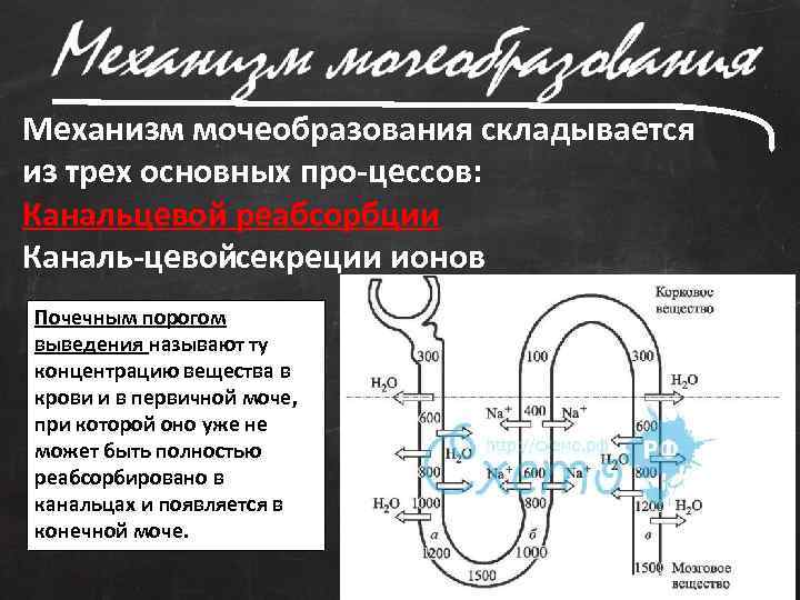 Механизм мочеобразования складывается из трех основных про цессов: Канальцевой реабсорбции Каналь цевойсекреции ионов Почечным