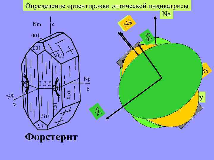 Ny Определение ориентировки оптической индикатрисы Nx Nxx N g N p N Nyy N