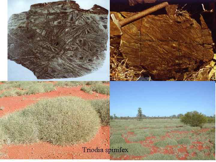 Triodia spinifex 