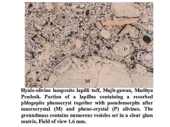 Hyalo olivine lamproite lapilli tuff, Majh gawan, Madhya Pradesh. Portion of a lapillus containing