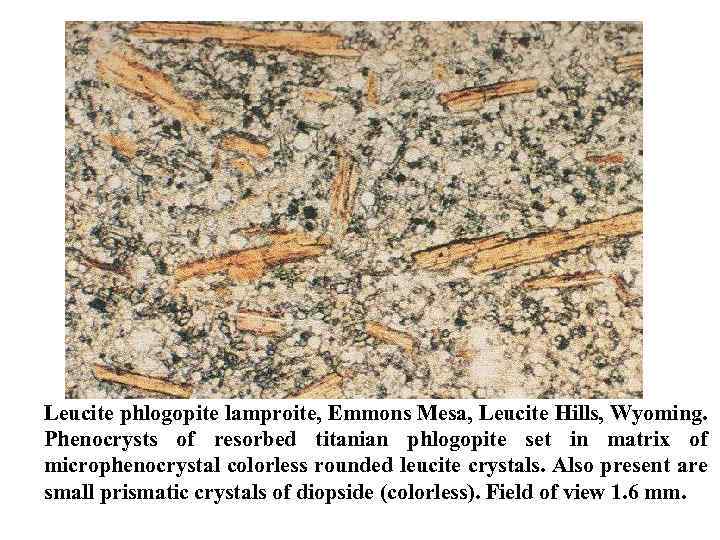 Leucite phlogopite lamproite, Emmons Mesa, Leucite Hills, Wyoming. Phenocrysts of resorbed titanian phlogopite set