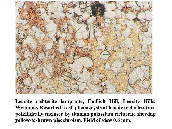 Leucite richterite lamproite, Endlich Hill, Leucite Hills, Wyoming. Resorbed fresh phenocrysts of leucite (colorless)