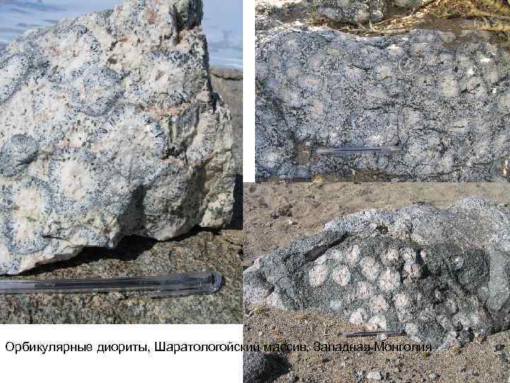 Орбикулярные диориты, Шаратологойский массив, Западная Монголия 