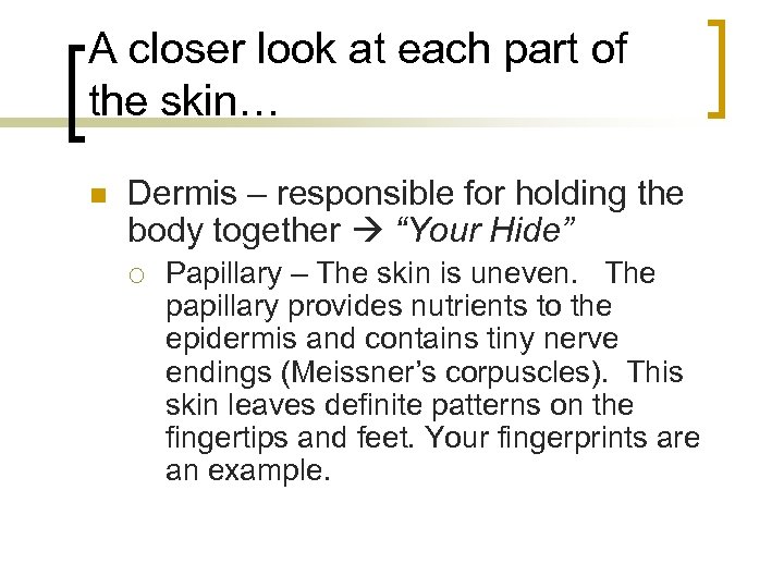 A closer look at each part of the skin… n Dermis – responsible for