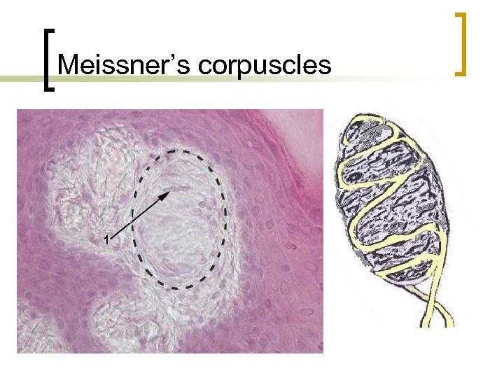 Meissner’s corpuscles 