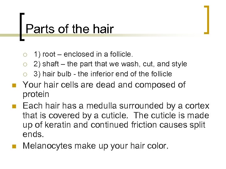 Parts of the hair ¡ ¡ ¡ n n n 1) root – enclosed