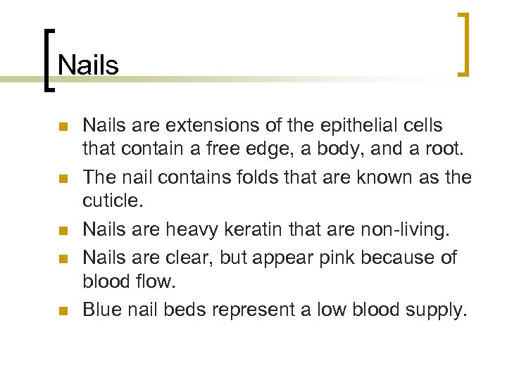 Nails n n n Nails are extensions of the epithelial cells that contain a