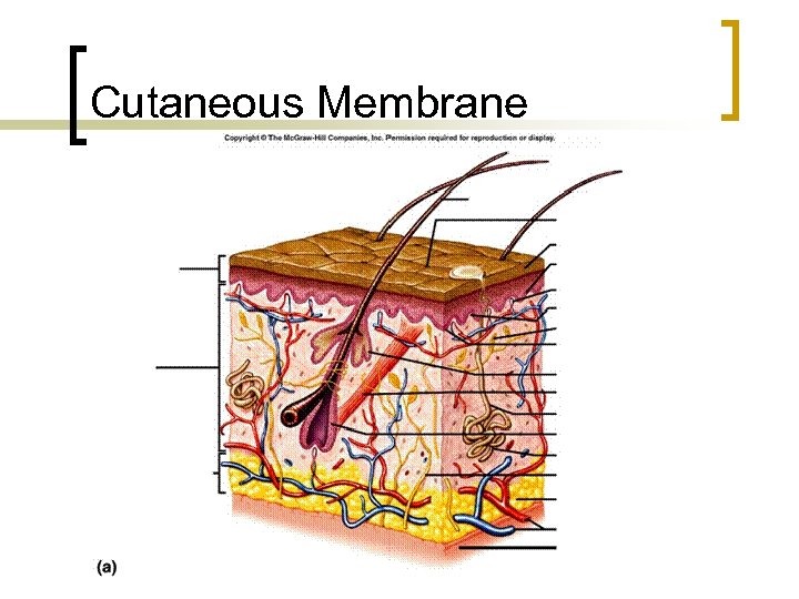 Cutaneous Membrane 