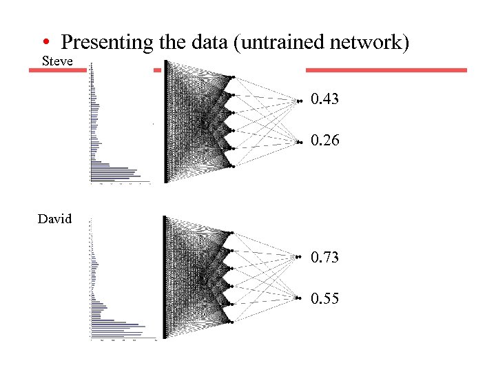  • Presenting the data (untrained network) Steve 0. 43 0. 26 David 0.