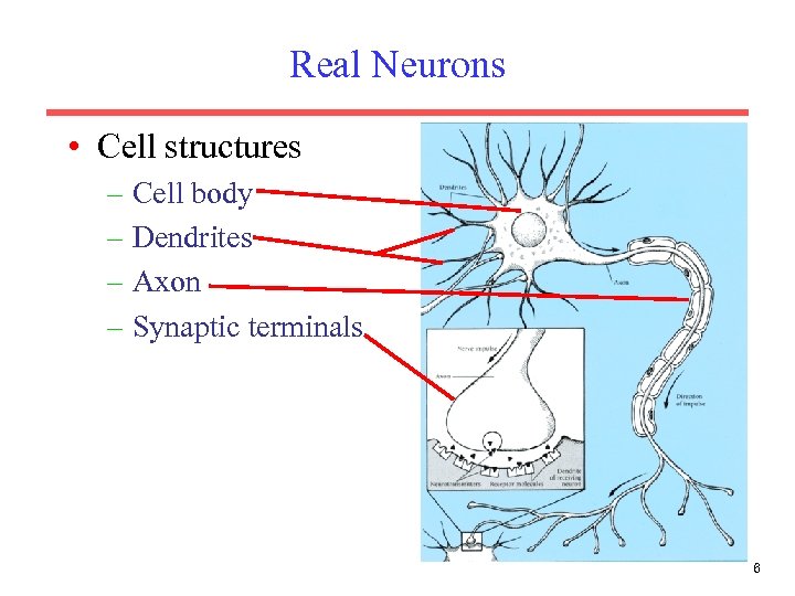 Real Neurons • Cell structures – Cell body – Dendrites – Axon – Synaptic