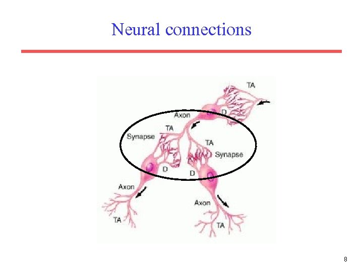 Neural connections 8 