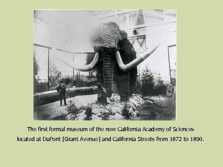The first formal museum of the now California Academy of Sciences located at Du.