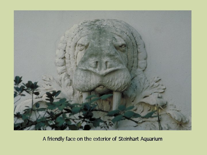 A friendly face on the exterior of Steinhart Aquarium 