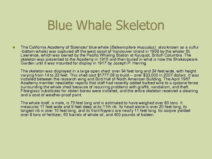 Blue Whale Skeleton n The California Academy of Sciences' blue whale (Balaenoptera musculus), also