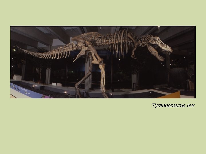 Tyrannosaurus rex 
