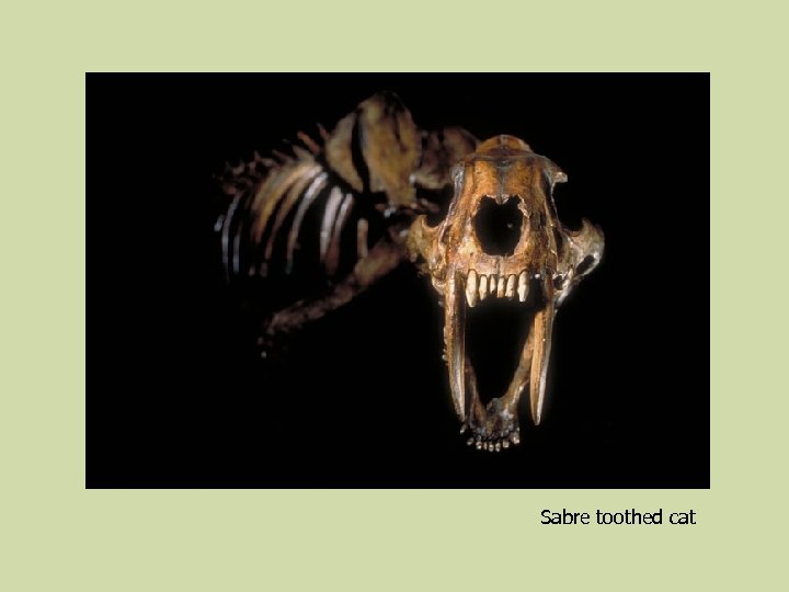Sabre toothed cat 