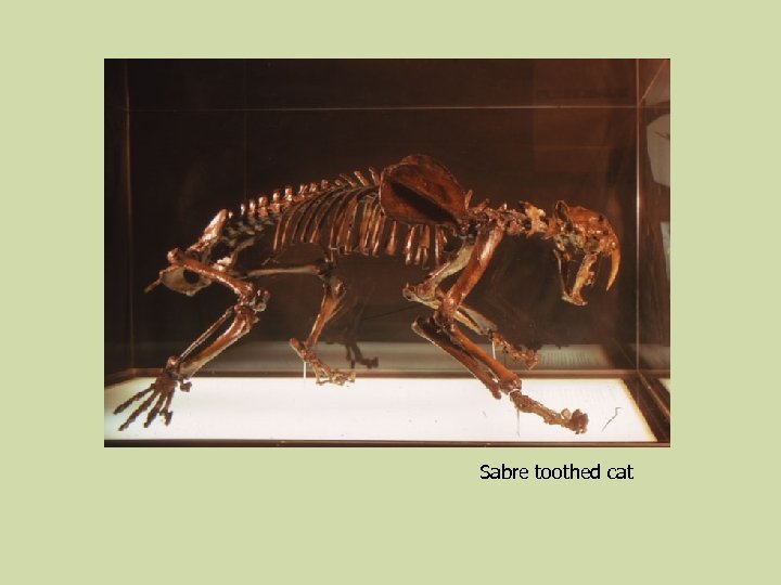 Sabre toothed cat 