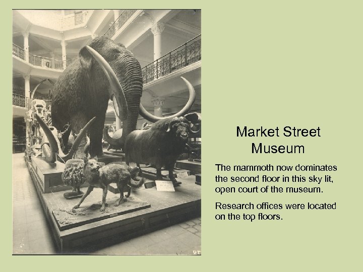 Market Street Museum The mammoth now dominates the second floor in this sky lit,