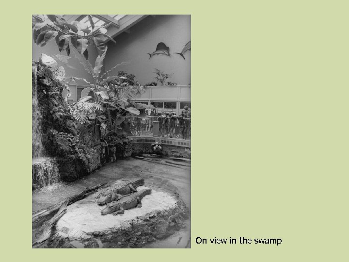 On view in the swamp 
