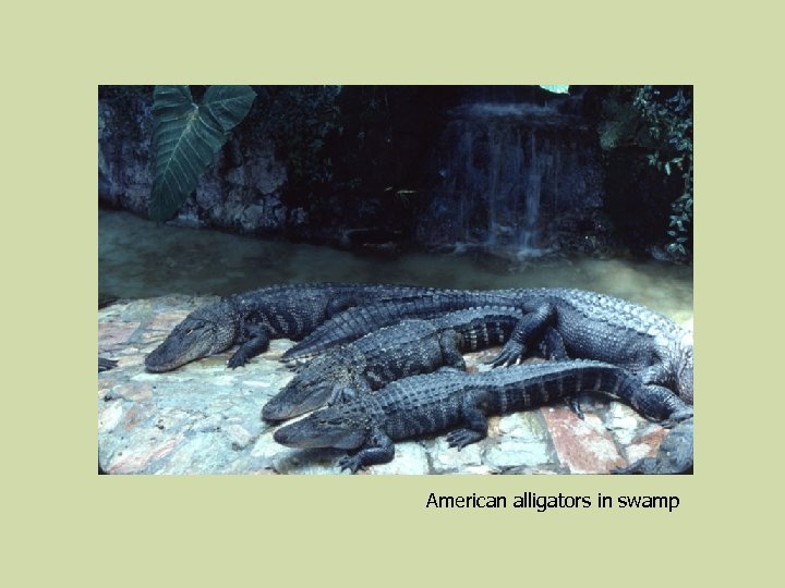 American alligators in swamp 
