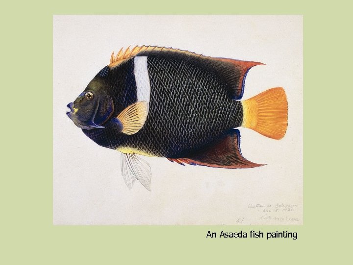 An Asaeda fish painting 